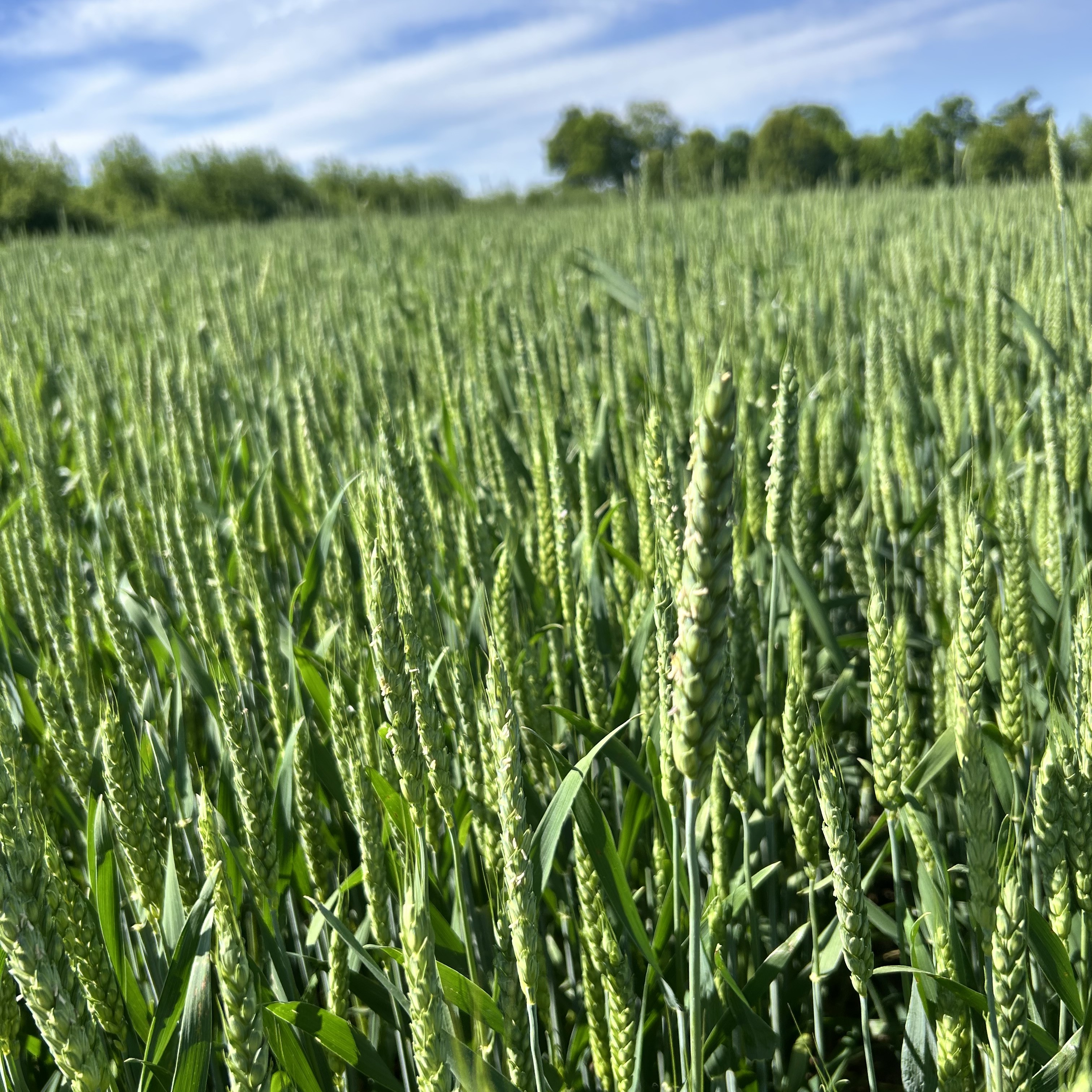 Wheat watchers madelyn celovsky 2.JPG